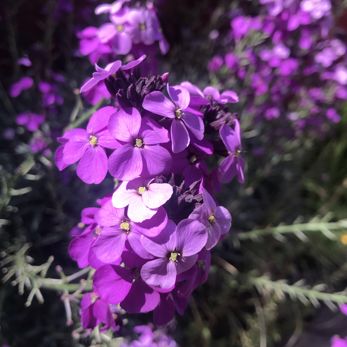 Purple flowers
